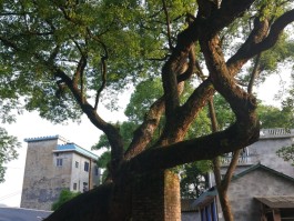 樟树旅游资讯网(樟树旅游必游景点)