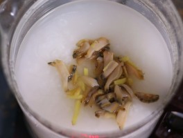 鲍鱼粥的做法(小米鲍鱼粥的做法)