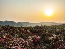 贵州旅游天气资讯发布网(贵州省旅游天气预报15天查询)