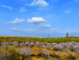 石嘴山市旅游资讯网(石嘴山市旅游资讯网官网)