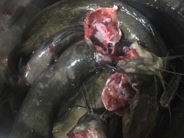 鲢鱼怎么做好吃(鲢鱼怎么做好吃没腥味)