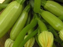 西葫芦的营养价值(西葫芦的营养价值和禁忌)