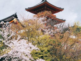 京都旅游资讯(京都旅游资讯app)