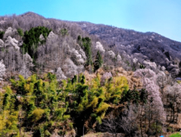 包含程超波骑自行车旅游网的词条