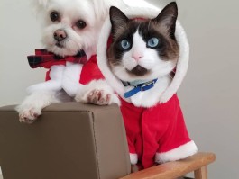 养猫好还是狗好?(养猫好还是狗好还是兔好养)