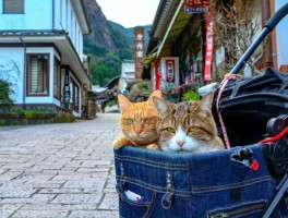 在旅游的路上拍摄的猫咪视频(猫旅游自拍头像)