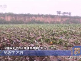 多地暴雨引发洪涝灾害，黑龙江五常大米产区受灾，将对当地粮食生产有何影响？哪些信息值得关注？的简单介绍