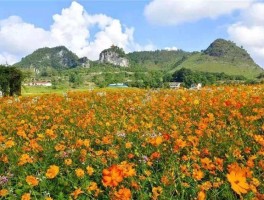 放松心情来一场奔赴花海的旅行(放松心情来一场奔赴花海的旅行英语)